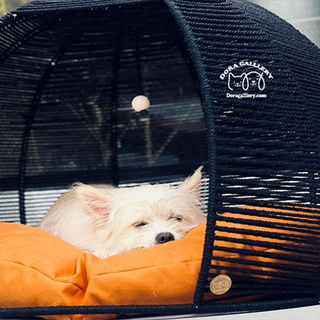 چگونه سگ را به جای خواب اش عادت دهیم