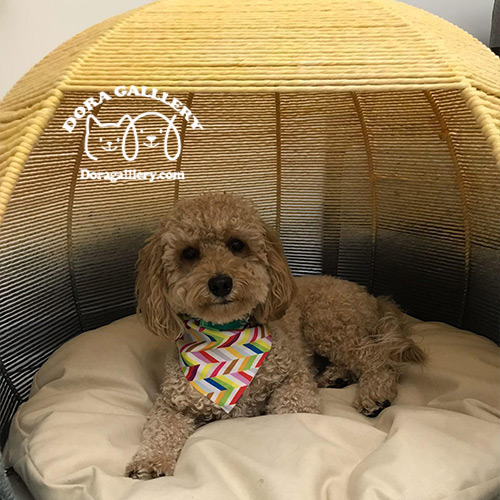 جای خواب سگ جای خواب گربه