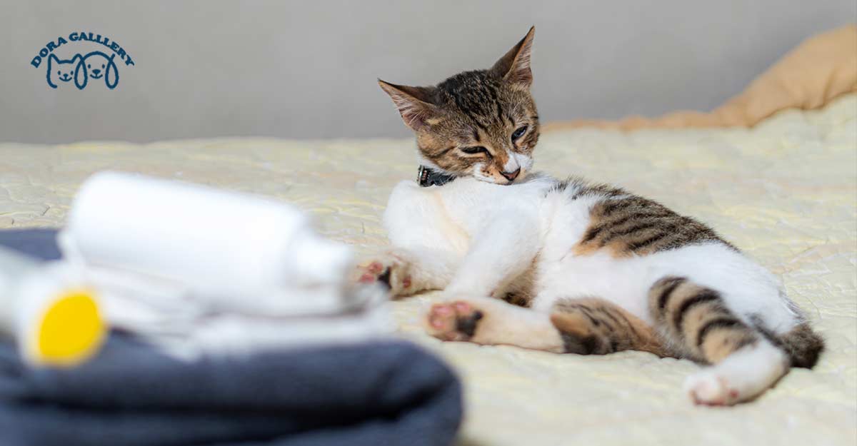 رفتار گربه نر بعد از عقیم شدن