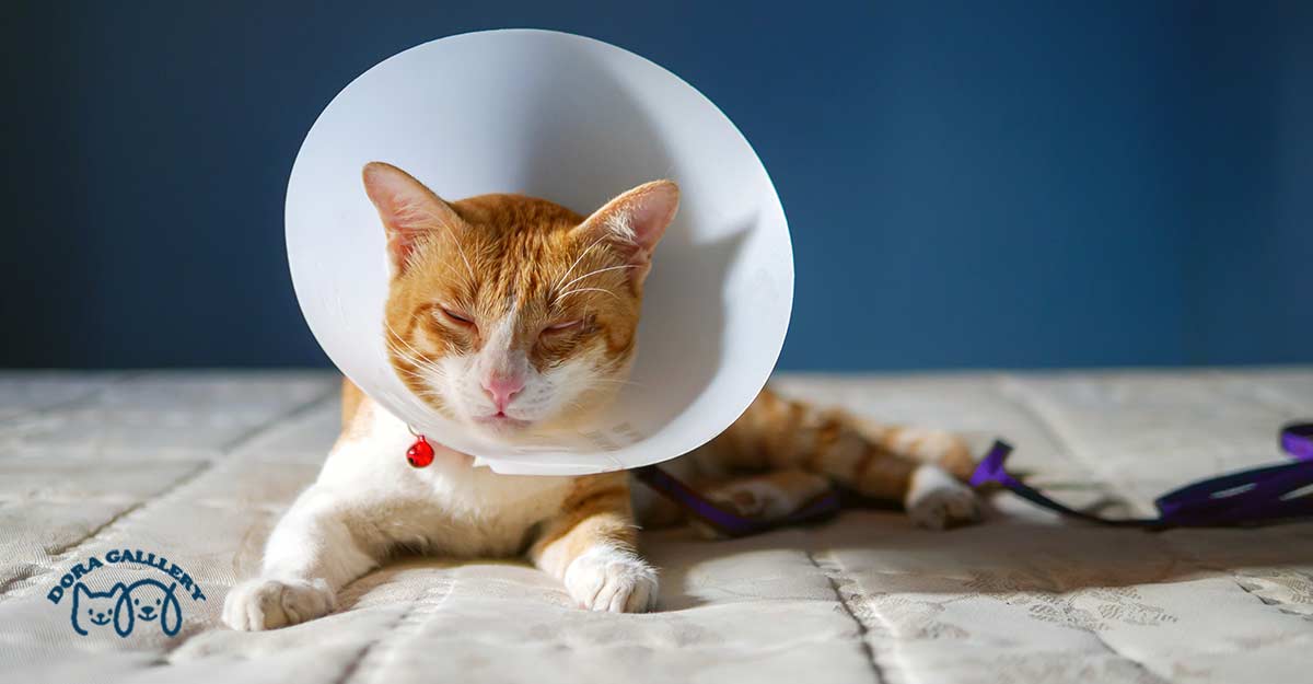 مراقبت بعد از عقیم کردن گربه ماده