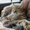 داروی خواب‌آور برای گربه