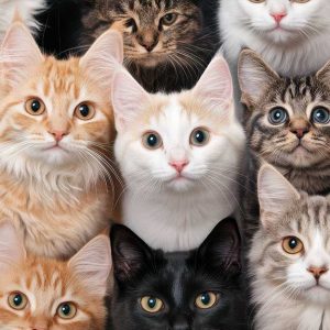 اسم گربه بر اساس رنگ؛ ایده‌هایی جذاب برای گربه‌های مشکی، سفید، خاکستری و بیشتر