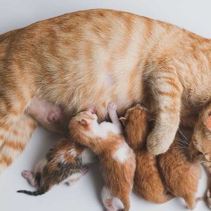 برکت زایمان گربه در خانه