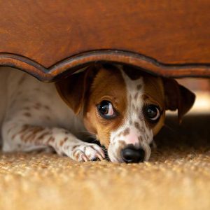 سگ از چه حیوانی می‌ترسد؟ بررسی ترس‌های غریزی و رفتاری در سگ‌ها