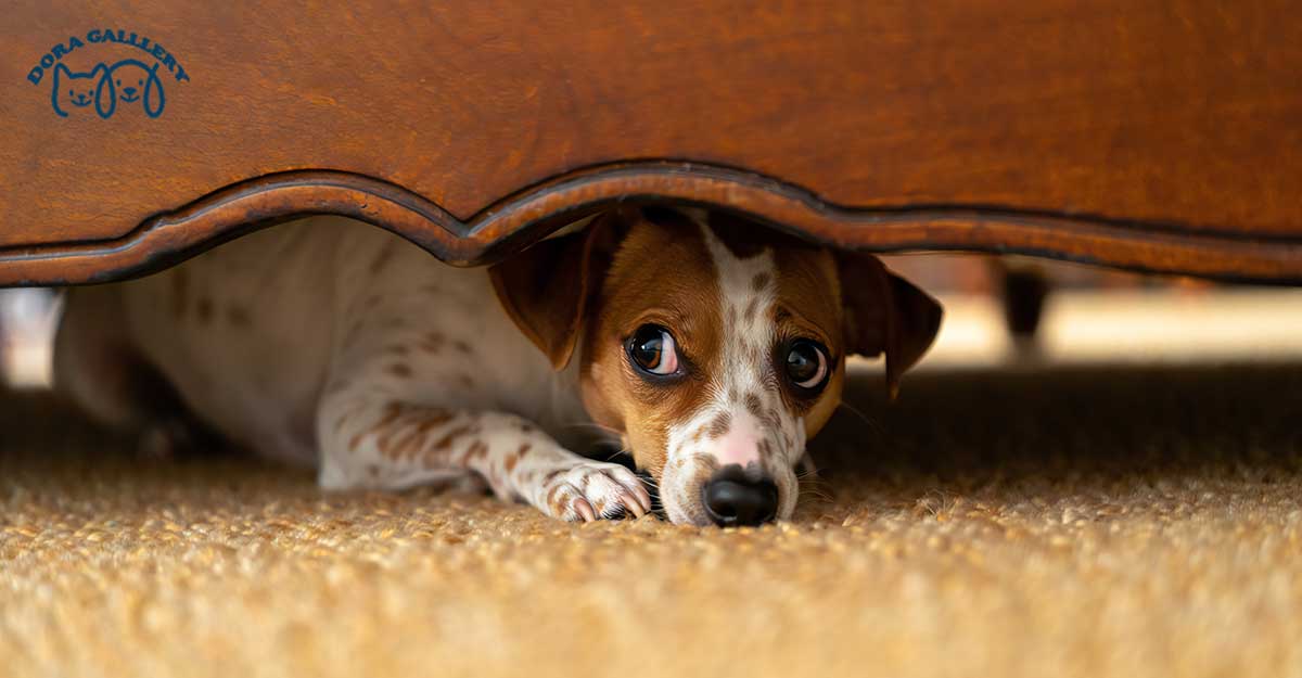 سگ از چه حیوانی می‌ترسد؟ بررسی ترس‌های غریزی و رفتاری در سگ‌ها