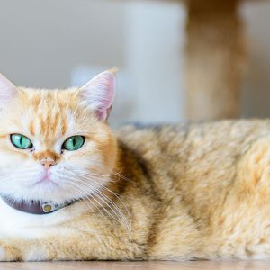 فرق گربه اسکاتیش و بریتیش؛ مقایسه کامل برای انتخاب بهتر