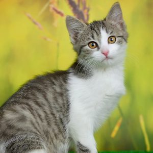 گربه دی اس اچ چیست؟ معرفی کامل نژاد Domestic Shorthair و ویژگی‌های آن