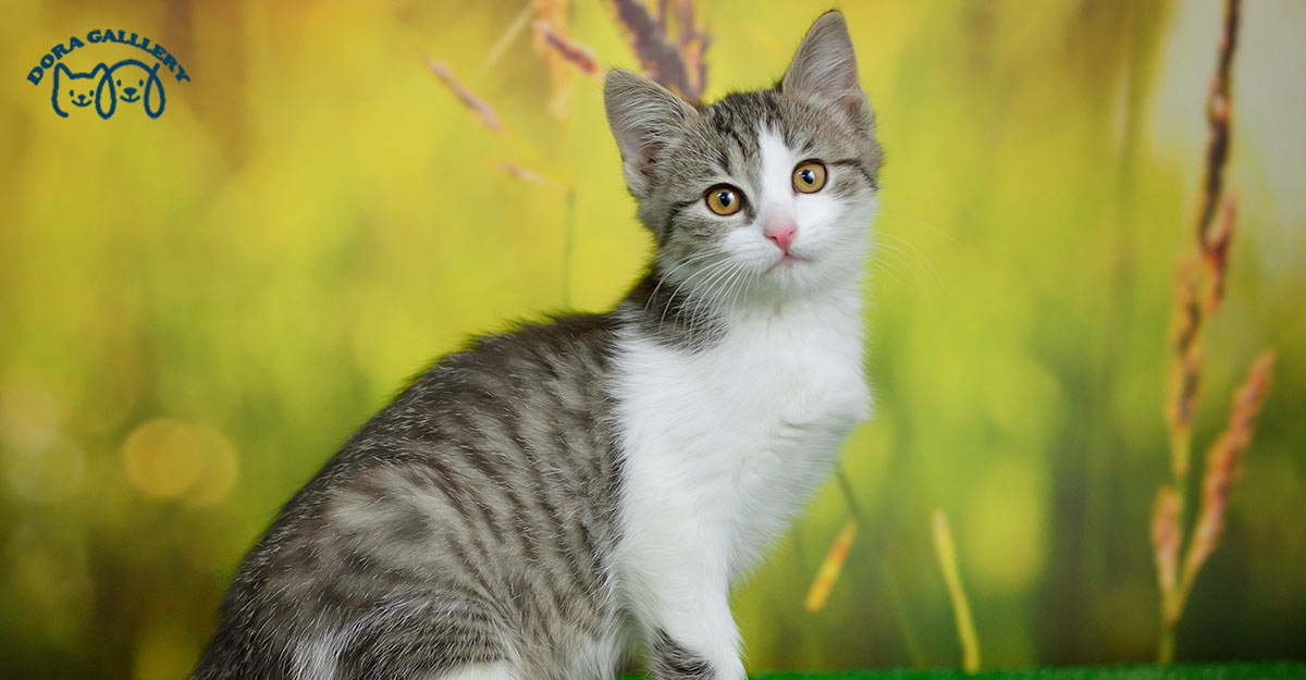 گربه دی اس اچ چیست؟ معرفی کامل نژاد Domestic Shorthair و ویژگی‌های آن