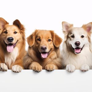 باهوش‌ترین نژاد سگ؛ معرفی ۱۰ نژاد با توانایی یادگیری و فرمان‌پذیری بالا