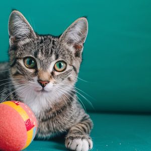 ساخت اسباب‌ بازی برای گربه؛ ایده‌های خلاقانه با وسایل ساده خانگی